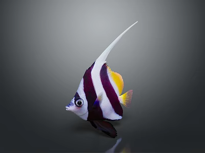 Vibrant Tropical Fish With Black And White Stripes Long White Dorsal Fin And Yellow Tail 3d model
