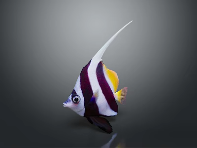 Vibrant Tropical Fish With Black And White Stripes Long White Dorsal Fin And Yellow Tail 3d model