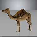 Realistic 3D Rendered Brown Dromedary Camel Standing On Gray Background With Reflection 3d model