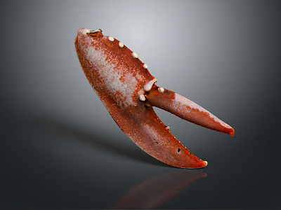 Red Lobster Claw With White Spots Isolated On Gray Background Showing Reflection 3d model