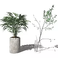 Bonsai Potted Plants With Large Leafy Greens In Concrete Pots And Slender Branches In Glass Vases