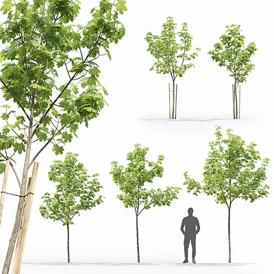 Modern Maple 3d model