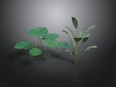 Green Leafy Plants with Large Round Lotus Leaves and Broad Stems on Dark Reflective Surface 3d model