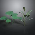 Green Leafy Plants with Large Round Lotus Leaves and Broad Stems on Dark Reflective Surface