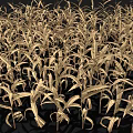 Golden Densely Growing Crops With Slender Leaves In Healthy Full Growth