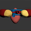 Abdominal Organs 3D Illustration Showing Kidneys Adrenal Glands Ureters Bladder And Vessels