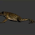 Frog Poison Frog Game Frog Reptile Cold Blooded Animal Reptile 3d model
