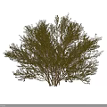Lush Green Shrubs With Dense Foliage For Outdoor Garden Landscaping