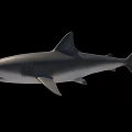 Grey Shark With Sharp Teeth And Dorsal Fin Swimming In Dark Background