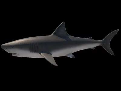 modern shark fish animal 3d model modern shark fish animal 3d model