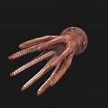 Realistic Brown Squid With Long Tentacles As Marine Aquatic Animal
