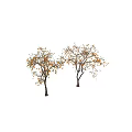 Two Arbor Trees Featuring Abundant Orange Fruits Lush Leaves and Slender Branches