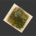 Healthy Green Succulent Plants In Orange Rectangular Planter With Mixed Foliage