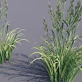 Green Decorative Grass Plants With Slender Curled Leaves And Shadow On Gray Background