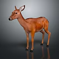 Realistic Brown Deer 3D Model With Smooth Fur Standing On Gray Background