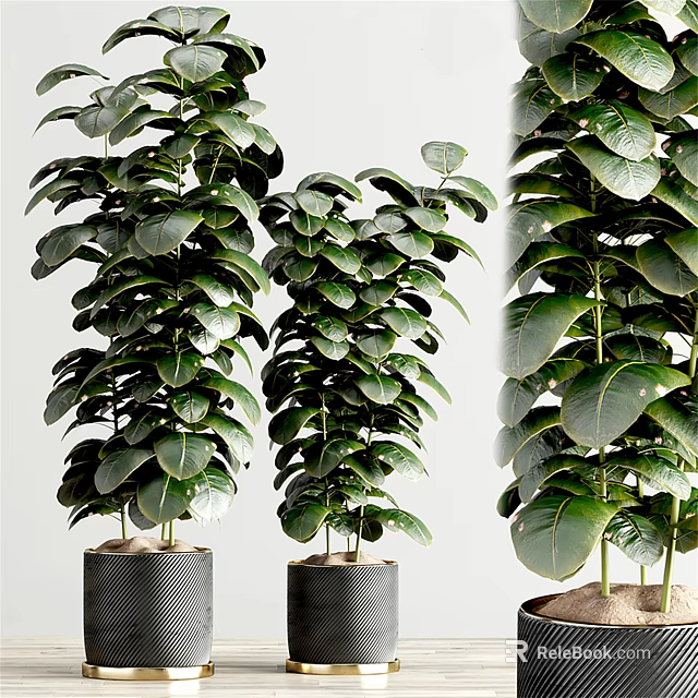 Bonsai Potted Plants With Lush Green Leaves For Indoor Home Decoration 3d model 