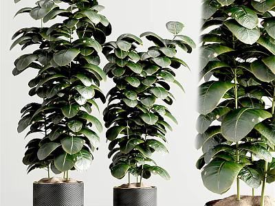 Bonsai Potted Plants With Lush Green Leaves For Indoor Home Decoration 3d model