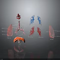 Human Internal Organs Anatomical 3D Model Illustration With Lung Heart And Vascular Structures