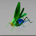 Green grasshopper with yellow head blue abdomen long antennae green wings on black background reflection
