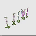 Colorful Foxglove Plants With Pink Blue Purple Flowers And Green Leaves On White Background