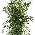 Elegant Potted Tropical Palm Plants In Wicker Baskets For Modern Home Decor