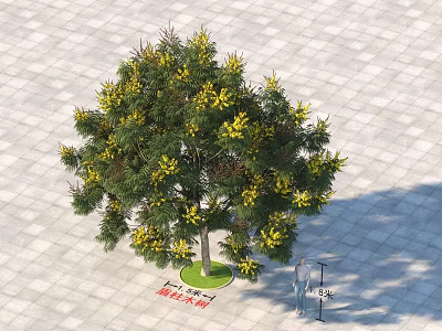 Blossoming Arbor With Yellow Flowers Standing 4 Meters Tall On Paved Ground Near Two People 3d model