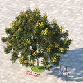Blossoming Arbor With Yellow Flowers Standing 4 Meters Tall On Paved Ground Near Two People