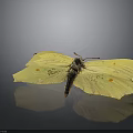Bright Yellow Butterfly With Orange Spots On Spread Delicate Wings Displayed Clearly