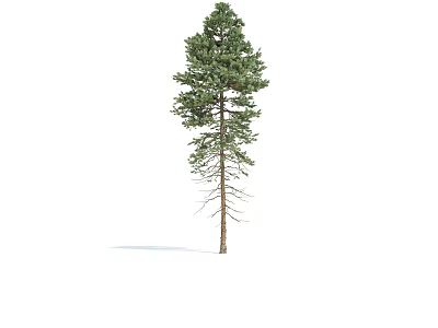 Tall Evergreen Arbor Featuring Lush Green Needles and Sturdy Brown Trunk in Natural Environment 3d model