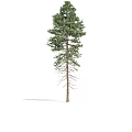 Tall Evergreen Arbor Featuring Lush Green Needles and Sturdy Brown Trunk in Natural Environment
