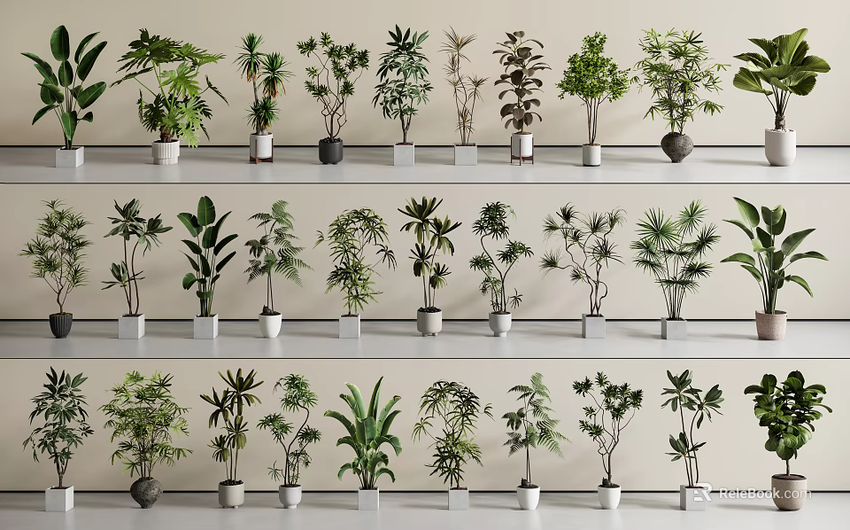 Different Varieties Of Bonsai Plants With Various Foliage Arranged On Shelves 3d model 