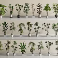 Different Varieties Of Bonsai Plants With Various Foliage Arranged On Shelves