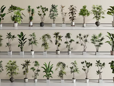 Different Varieties Of Bonsai Plants With Various Foliage Arranged On Shelves 3d model