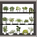 Various Potted Bonsai Plants Displayed On Tiered Shelves Indoors With Green Foliage