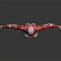 Full Body Human Muscle Anatomical Model as Medical Education Tool with Detailed Structure