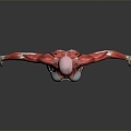 Modern Muscle Human Muscle 3d model