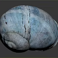 Marine Snail Seashell With Blue Glossy Surface And Natural Spiral Texture On Black Background