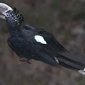 Black Feathered Bird With Helmet Like Casque Standing In Natural Habitat