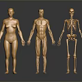 Golden Anatomical Human Figures Displaying Organ And Skeleton Structures In Detailed Visualization
