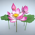 Beautiful Pink Lotus Plant With Blooming Flower Buds And Green Leaves