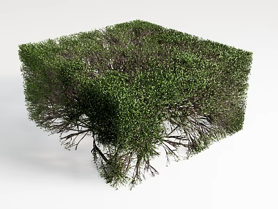 Cube Shaped Shrub With Lush Green Foliage And Neatly Trimmed Branches 3d model