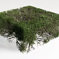 Cube Shaped Shrub With Lush Green Foliage And Neatly Trimmed Branches