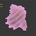 Brown Spiral Seashell With Layered Texture And Shiny Surface On Dark Background