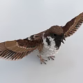 Realistic Flying Animal Sparrow Spreading Wings With Brown And White Feathers Standing On White Surface