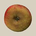 Fresh Ripe Apple With Red And Yellow Spotted Skin And Brown Stem