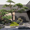 Japanese Style Courtyard Garden With Pine Tree Stone Rocks Mossy Pathway And Green Shrubs