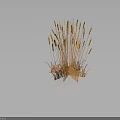 Golden Wheat Ears as Food Ingredient With Dark Background and Reflective Surface
