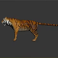 Realistic Tiger with Orange Black Stripes Open Mouth Standing on Dark Background with Reflection