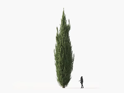 Tall Arbor Standing with Person Walking Beside It Against White Background 3d model