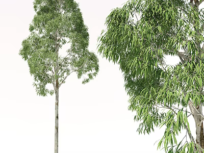 Tall Green Arbor Trees With Lush Canopy And Thick Trunk 3d model